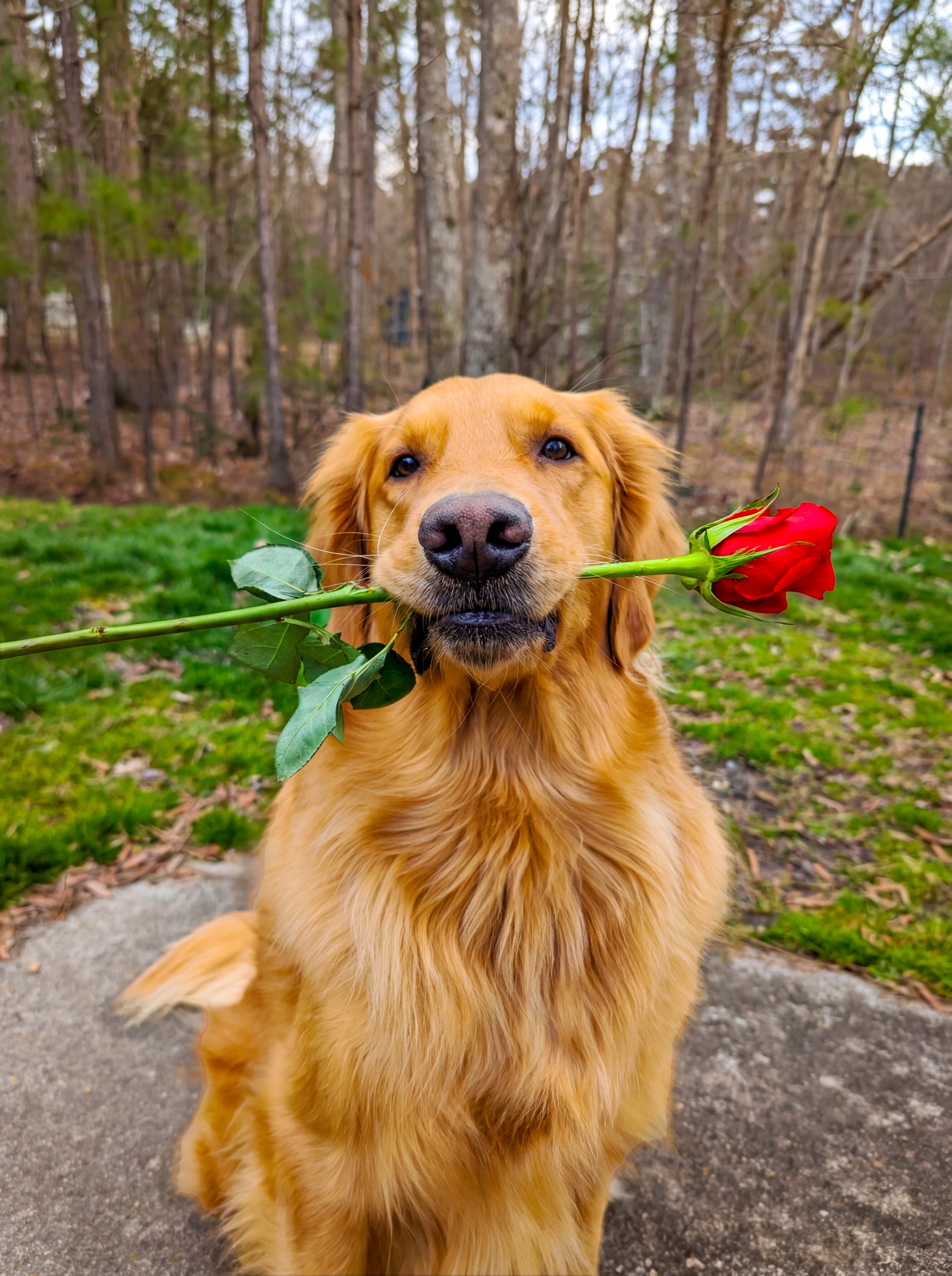 Cão feliz após uma aula da EducaCão